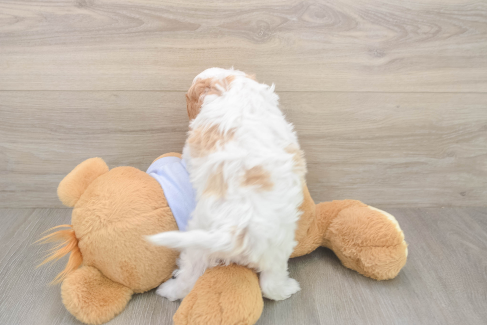 Meet Dorito - our Cavapoo Puppy Photo  3/3 - Florida Fur Babies Sweet Cavapoo Baby