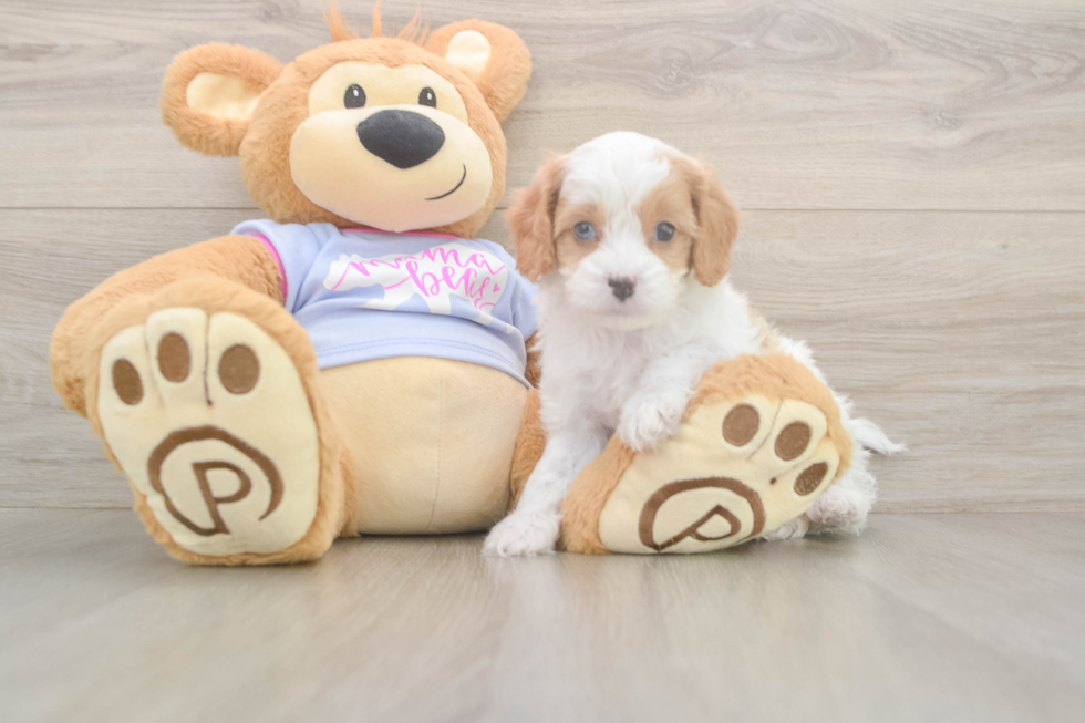 Meet Dorito - our Cavapoo Puppy Photo  1/3 - Florida Fur Babies Energetic Cavoodle Poodle Mix Puppy