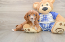 Energetic Cavoodle Poodle Mix Puppy