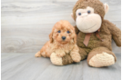 Meet Dorito - our Cavapoo Puppy Photo 2/3 - Florida Fur Babies