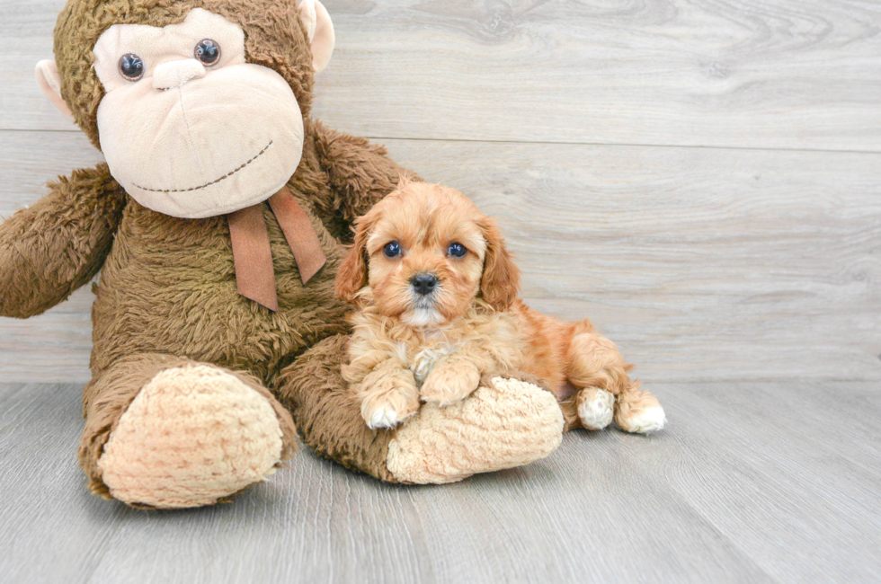 6 week old Cavapoo Puppy For Sale - Florida Fur Babies
