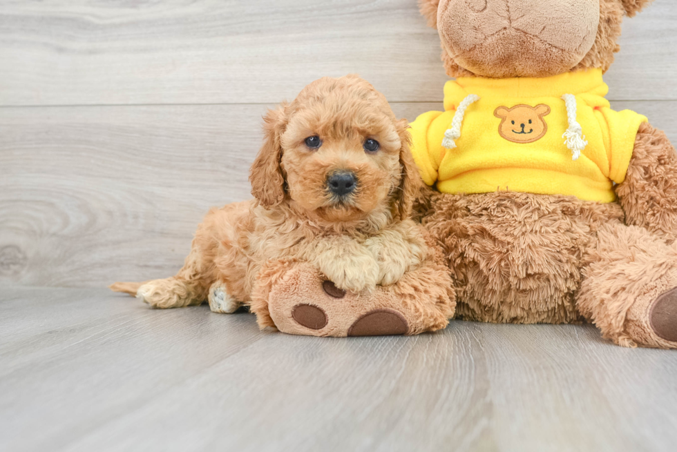 Small Cavapoo Baby