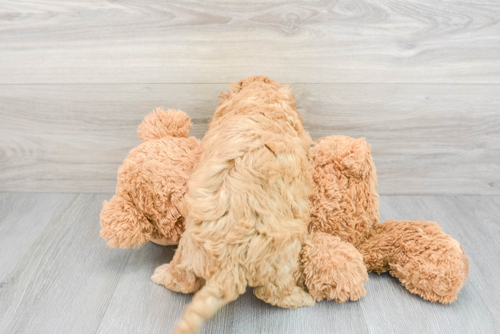 Best Cavapoo Baby