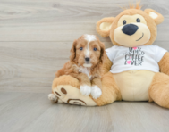 8 week old Cavapoo Puppy For Sale - Florida Fur Babies