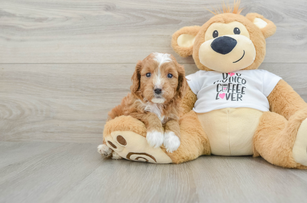 5 week old Cavapoo Puppy For Sale - Florida Fur Babies