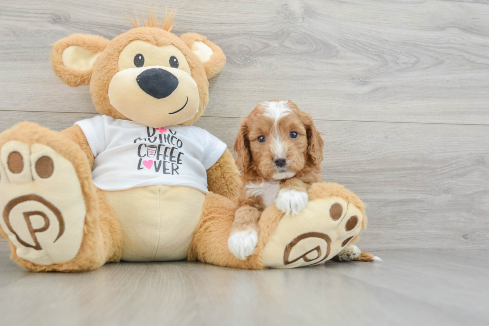 Cavapoo Pup Being Cute