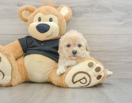 8 week old Cavapoo Puppy For Sale - Florida Fur Babies