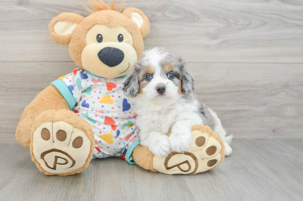 5 week old Cavapoo Puppy For Sale - Florida Fur Babies