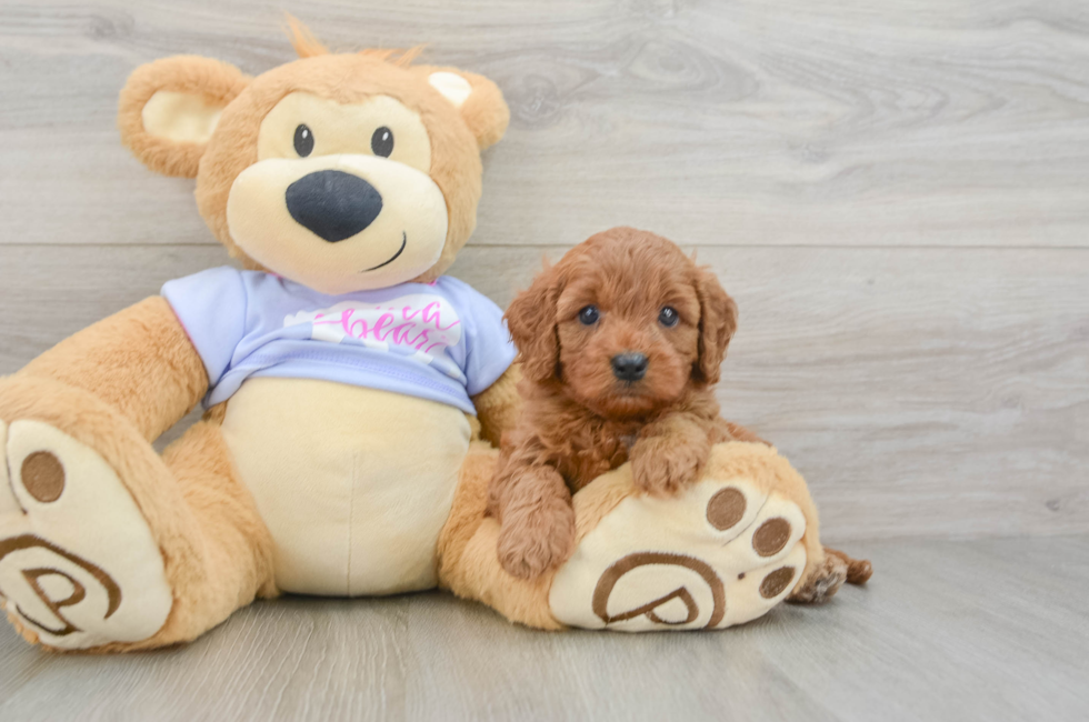 5 week old Cavapoo Puppy For Sale - Florida Fur Babies