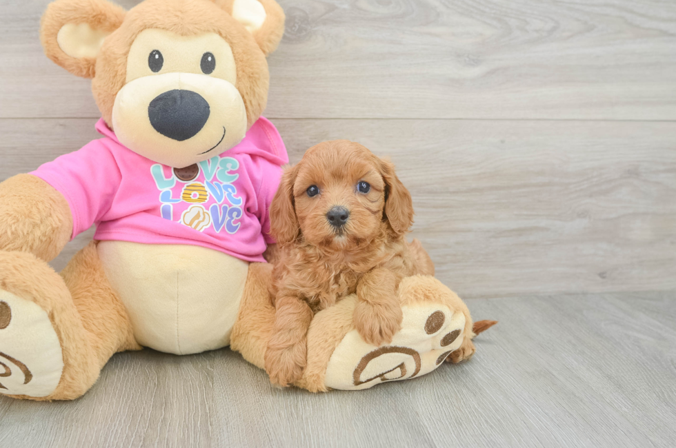 5 week old Cavapoo Puppy For Sale - Florida Fur Babies