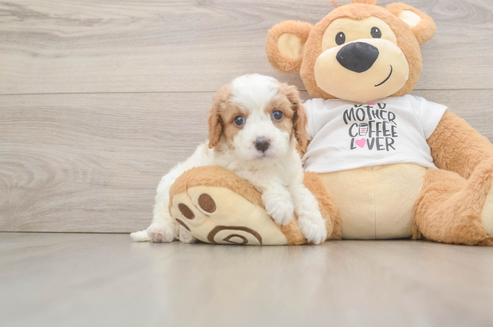 5 week old Cavapoo Puppy For Sale - Florida Fur Babies