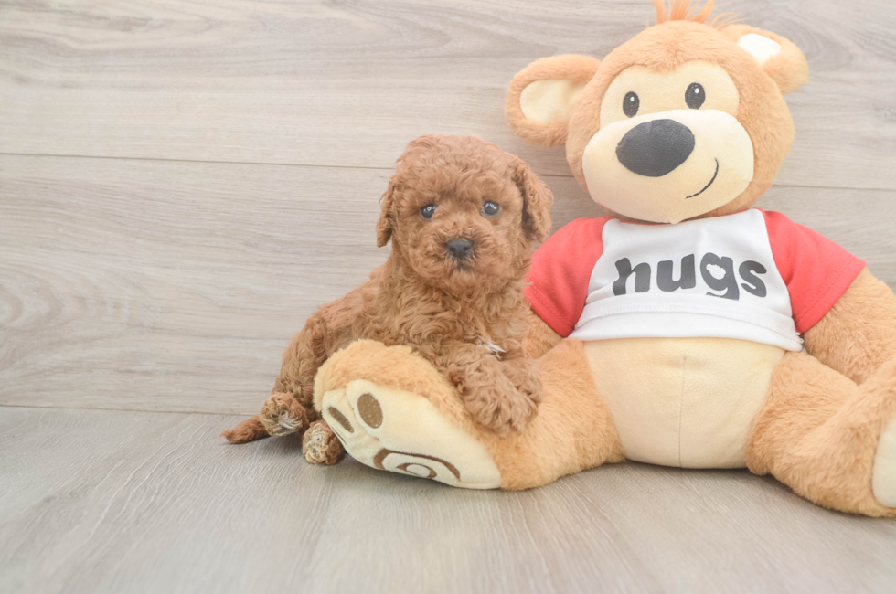 5 week old Cavapoo Puppy For Sale - Florida Fur Babies