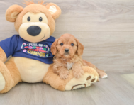 6 week old Cavapoo Puppy For Sale - Florida Fur Babies