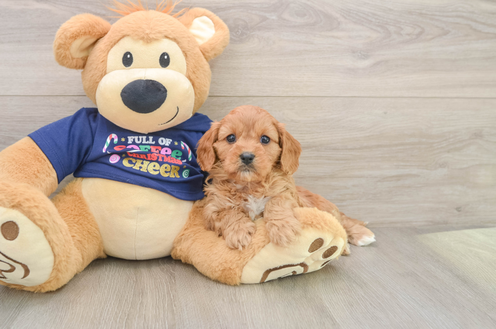 5 week old Cavapoo Puppy For Sale - Florida Fur Babies