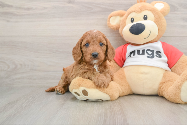 Cavapoo Puppy for Adoption