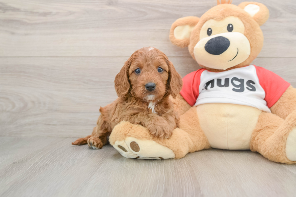 Cavapoo Puppy for Adoption