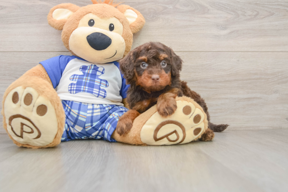 Small Cavapoo Baby