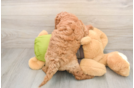 Adorable Cavalier King Charles Spaniel and Poodle Mix Poodle Mix Puppy
