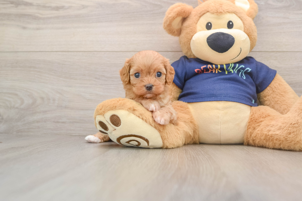 Playful Cavapoodle Poodle Mix Puppy