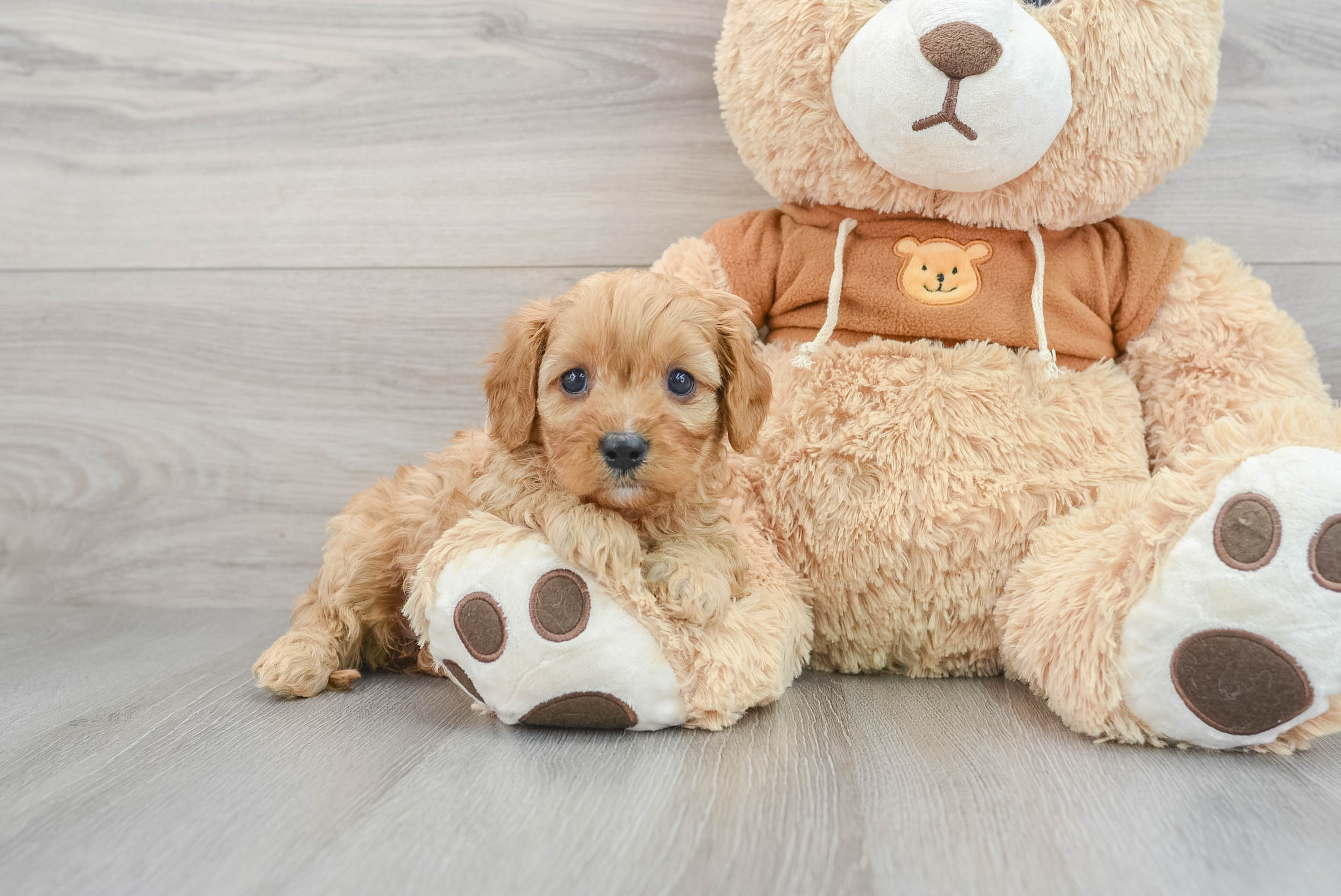 Toy cavapoo clearance puppies