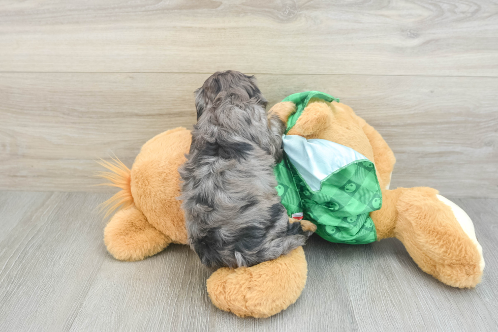 Friendly Cavapoo Baby