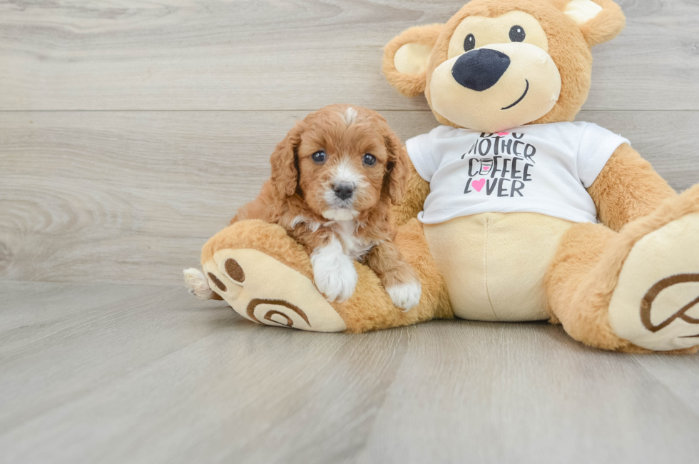 5 week old Cavapoo Puppy For Sale - Florida Fur Babies