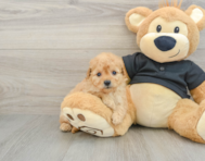 8 week old Cavapoo Puppy For Sale - Florida Fur Babies