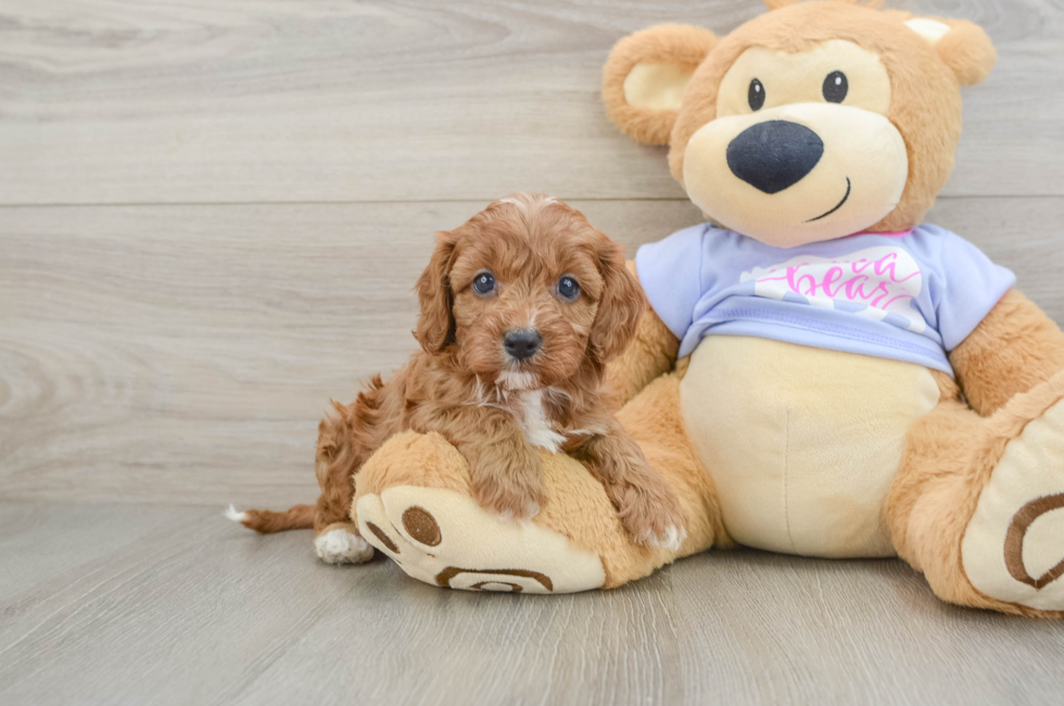 5 week old Cavapoo Puppy For Sale - Florida Fur Babies