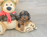 9 week old Cavapoo Puppy For Sale - Florida Fur Babies