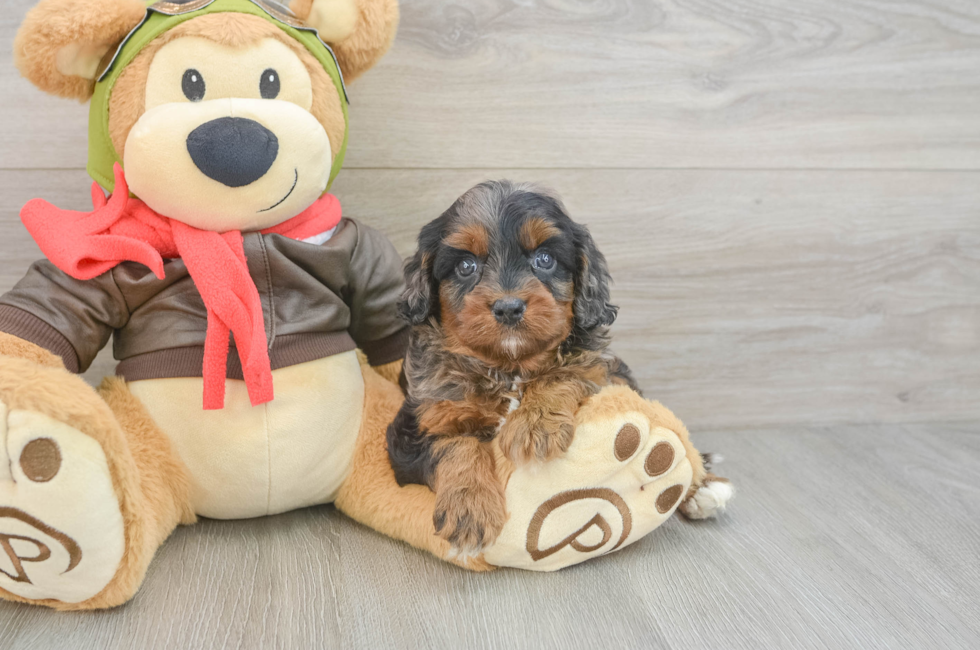 5 week old Cavapoo Puppy For Sale - Florida Fur Babies