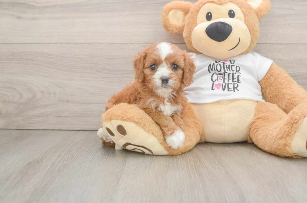 5 week old Cavapoo Puppy For Sale - Florida Fur Babies
