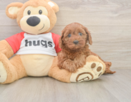 7 week old Cavapoo Puppy For Sale - Florida Fur Babies