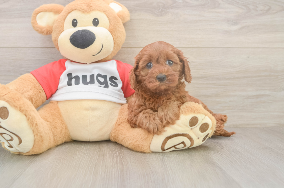 5 week old Cavapoo Puppy For Sale - Florida Fur Babies