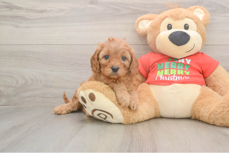 Cavapoo Puppy for Adoption