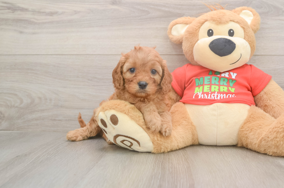 5 week old Cavapoo Puppy For Sale - Florida Fur Babies