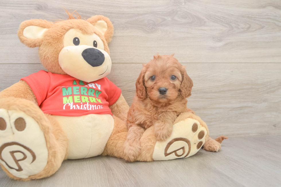 Little Cavipoo Poodle Mix Puppy