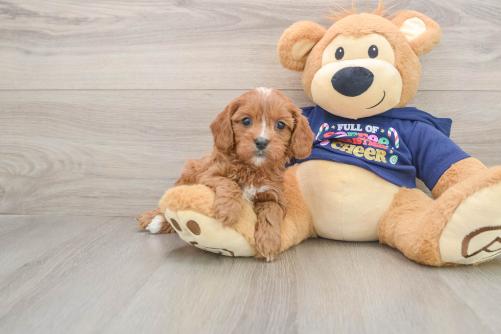 Funny Cavapoo Poodle Mix Pup