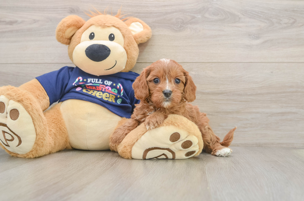 5 week old Cavapoo Puppy For Sale - Florida Fur Babies