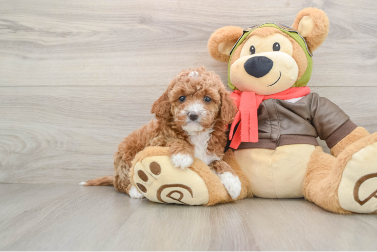 Adorable Cavalier King Charles Spaniel and Poodle Mix Poodle Mix Puppy