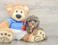 9 week old Cavapoo Puppy For Sale - Florida Fur Babies