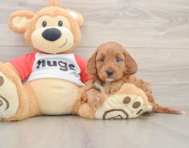 8 week old Cavapoo Puppy For Sale - Florida Fur Babies