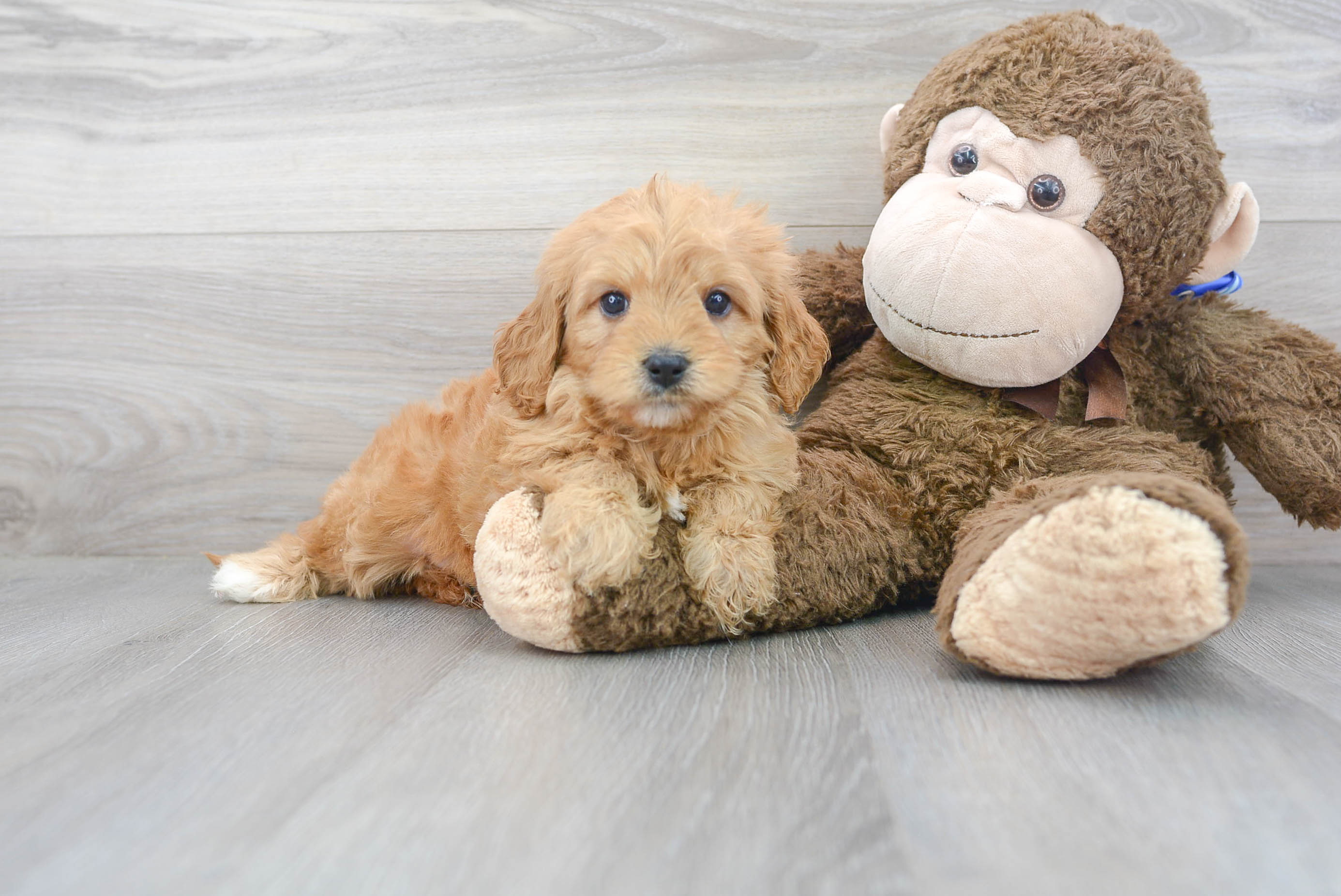 Cavapoo Pup Being Cute