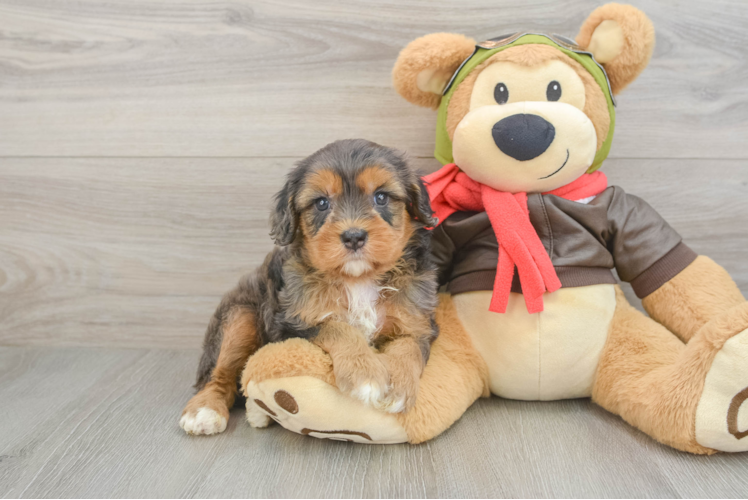 Cute Cavapoo Baby