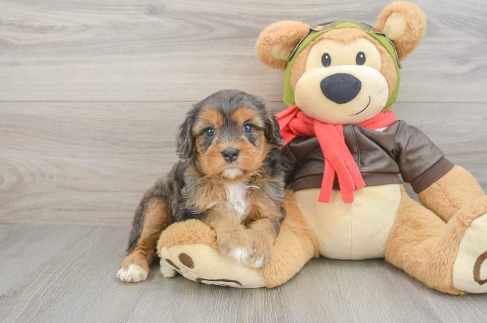 5 week old Cavapoo Puppy For Sale - Florida Fur Babies