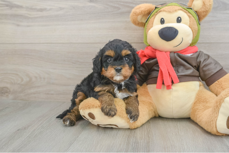 Happy Cavapoo Baby