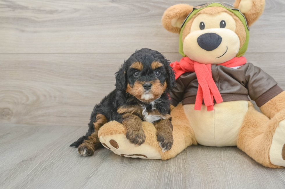 5 week old Cavapoo Puppy For Sale - Florida Fur Babies