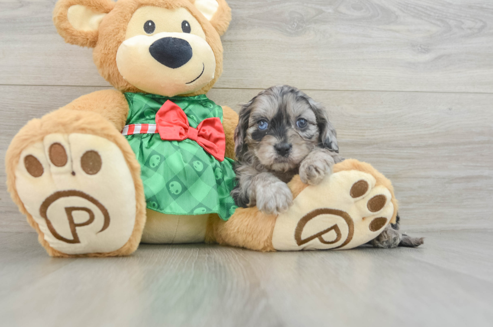 5 week old Cavapoo Puppy For Sale - Florida Fur Babies