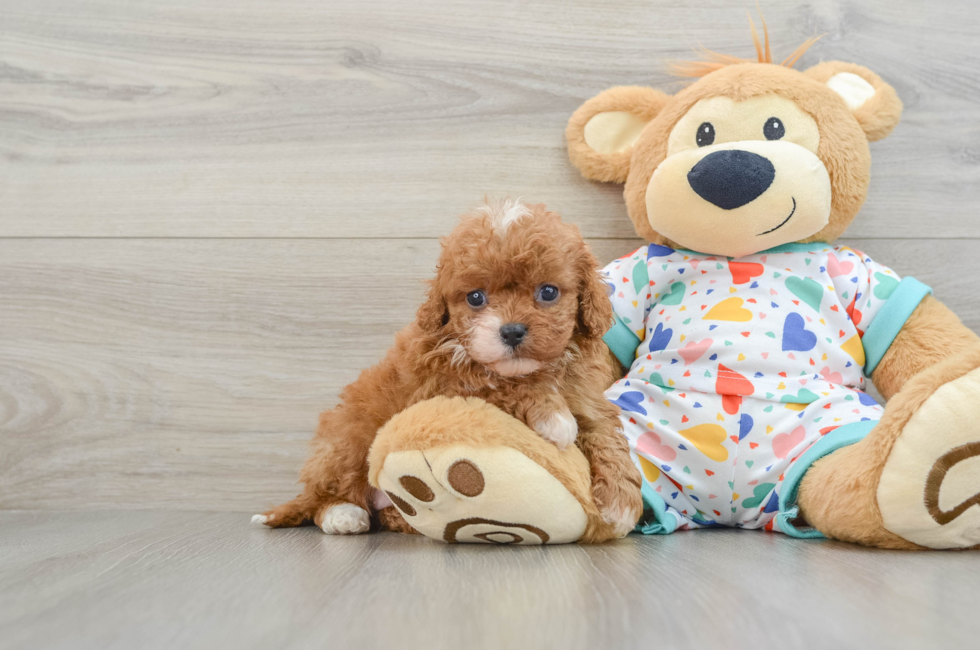 6 week old Cavapoo Puppy For Sale - Florida Fur Babies