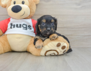 8 week old Cavapoo Puppy For Sale - Florida Fur Babies