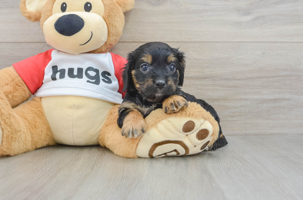 7 week old Cavapoo Puppy For Sale - Florida Fur Babies